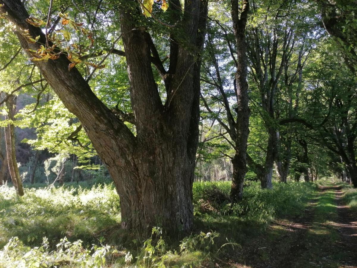 Appartamento Na Pekarne Železná Ruda Esterno foto